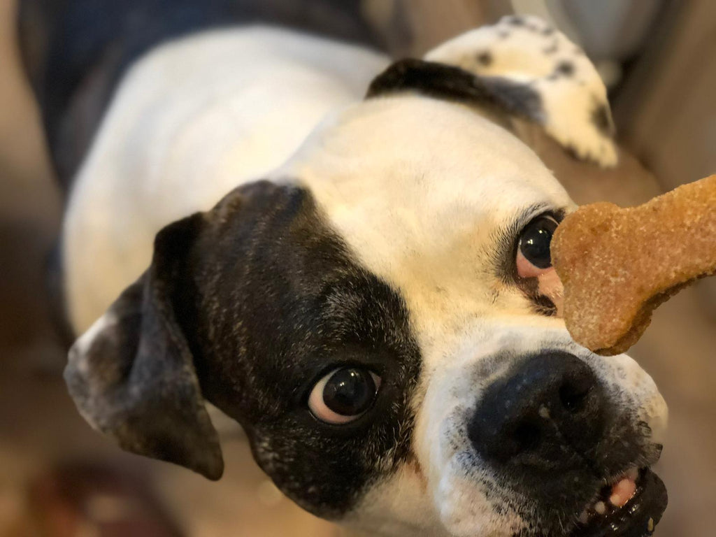 Pet Essentials Every Pet Owner Needs