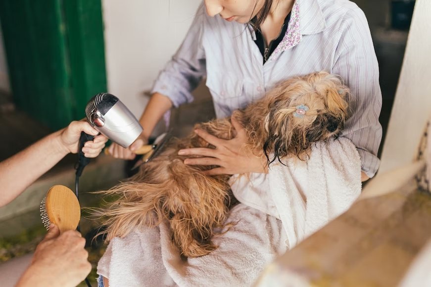 How to Brush Your Dog's Teeth