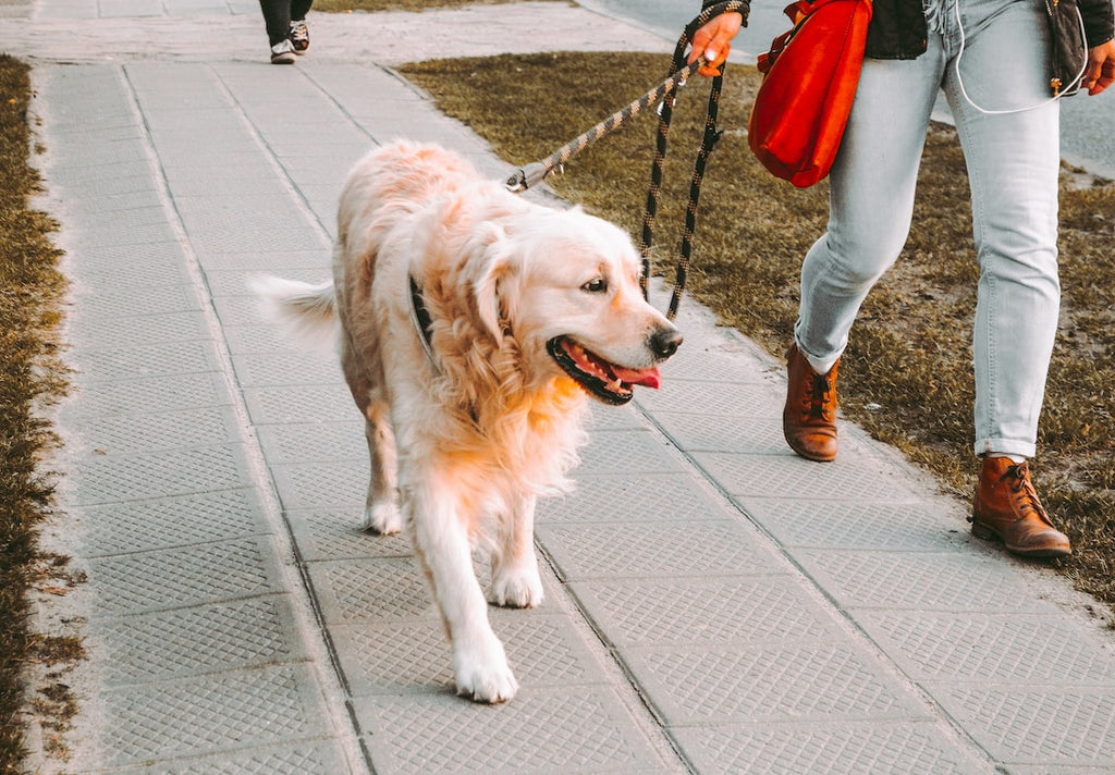 7 Reasons to Walk Your Dog Everyday